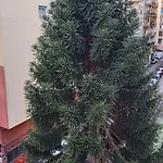 La Casa Del Cedro *