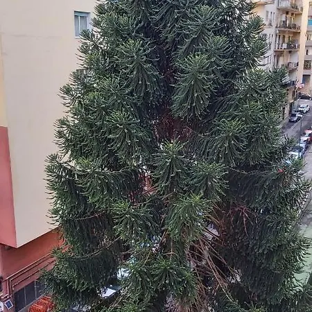 La Casa Del Cedro *