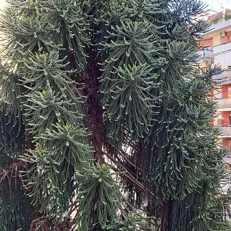 La Casa Del Cedro * נאפולי